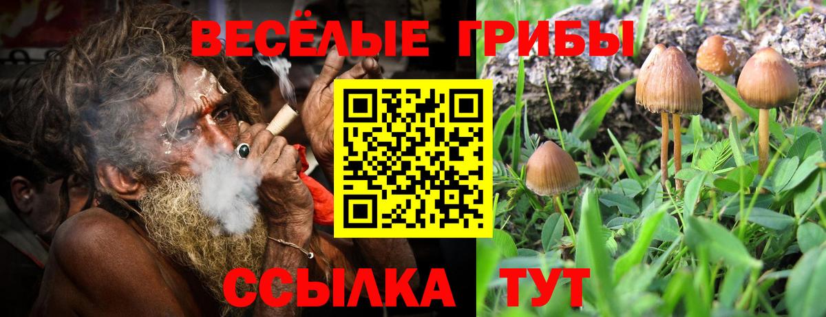 Галлюциногенные грибы Psilocybe  Вход с VPN  Великие Луки 